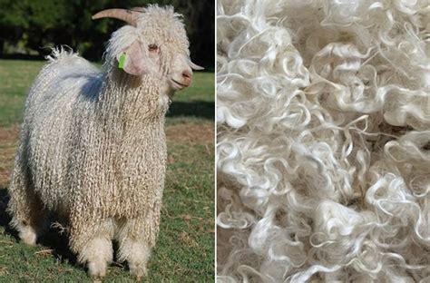  Mohair – Der König der Luxusfasern: Eigenschaften und Anwendungen des edlen Haares von Angora-Ziegen!