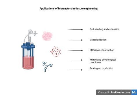 Alginat - Ein vielseitiges Biomaterial für innovative Anwendungen im Bereich der Tissue Engineering!